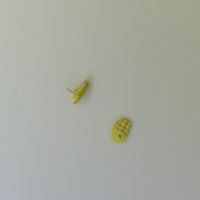 便利画びょう